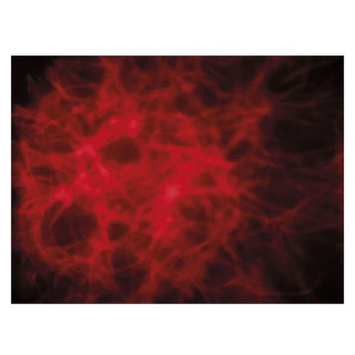 Showtec Dreamwave - волна мечты Showtec Dreamwave