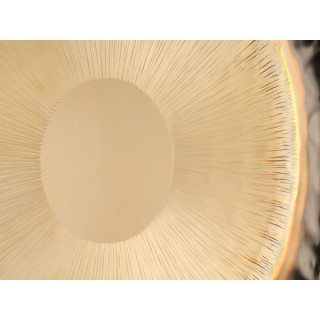 Аурис Гонги 24"/60см Симфоническая Гонга Auris Gongs 24"/60cm Symphonic Gong