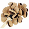 Terre Stickshaker Pangi Seeds Terre Stickshaker Pangi Seeds